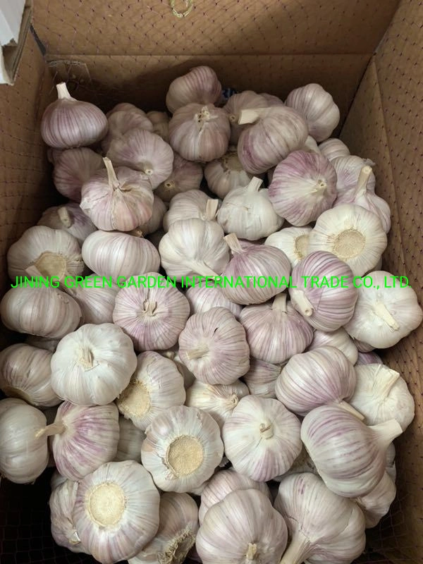 China White Garlic, Pure White Garlic, Normal White Garlic, Solo White Garlic, China White Garlic, Dehydrated Garlic and Fried Garlic From Factory Supplier