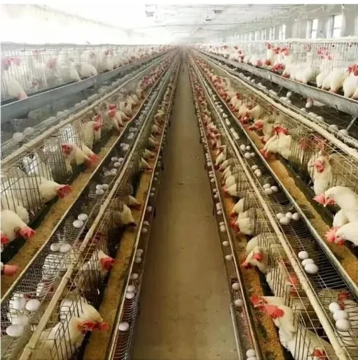 Hot Verzinkter Hühnerkäfig vom Typ Geflügel auf der Farm für Broiler/Schichten