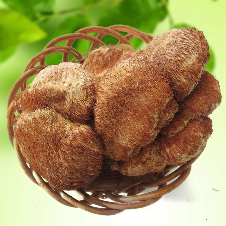 Nourriture Molai 25kg/sachet/supplément alimentaire de tambour poudre pour le corps de fructification de champignons avec ISO