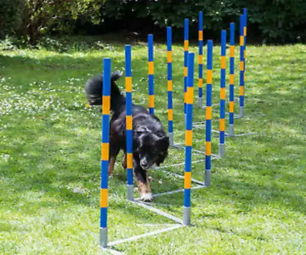 Agilidade de cão de estimação formação 12 Tecem Pole Slaom Outerdoor