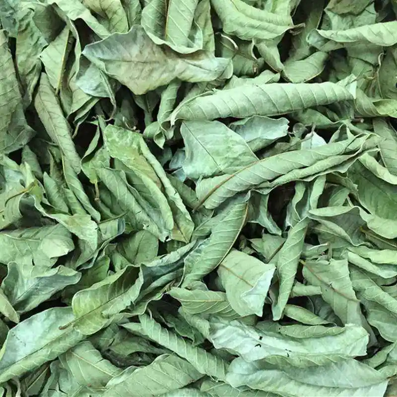 Fan Shi Liu Ye Folium Psidii Guajavae Psidium guajava LChinese Thé de la feuille de Guava séché à la plante