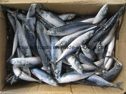 Frozen Mackerel with High Fact Content (150-250g/PC)