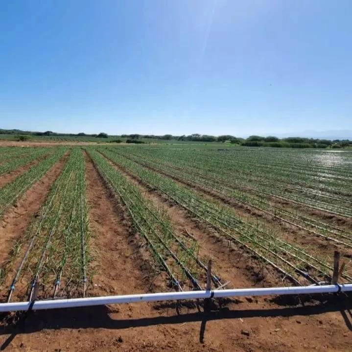 Farm Drip From Water Tank or Pump. Irrigation Greenhouse System