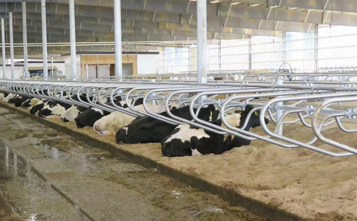 Different Size Customed Cattle Panel for Headlock Cow Freestall