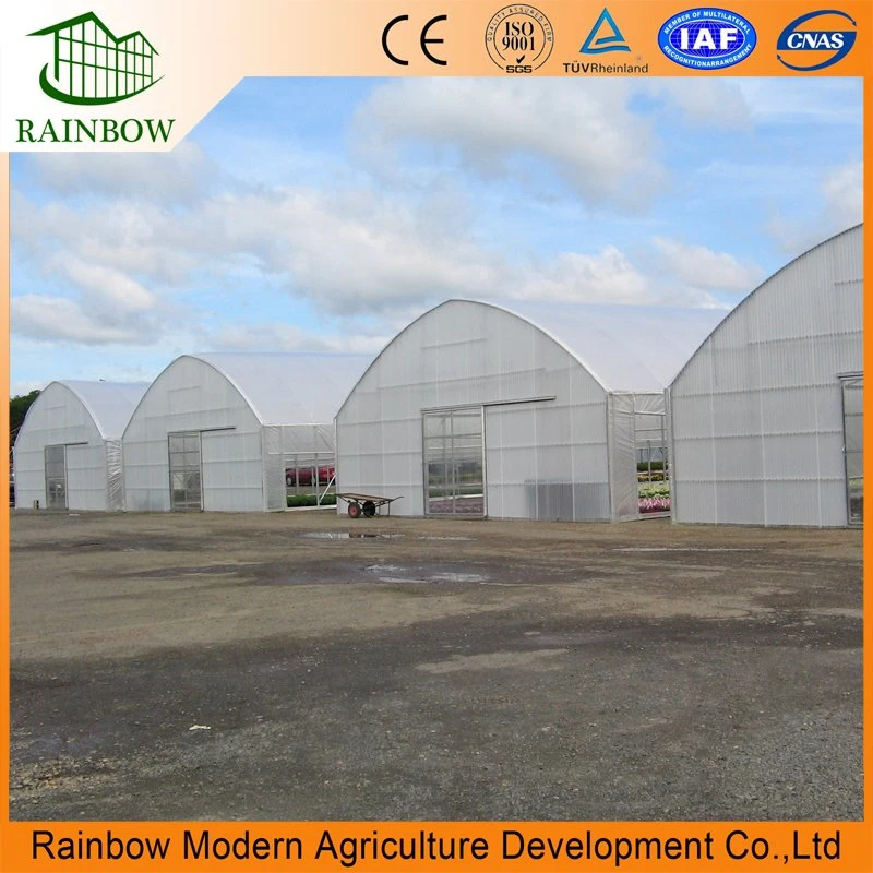 Agricultural Multi Span Plastic Film Greenhouse