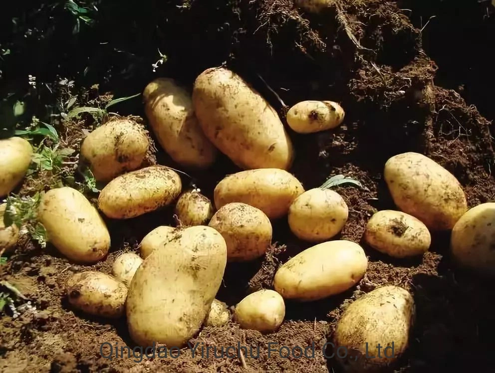 China' S Best-Selling patatas frescas de alta calidad