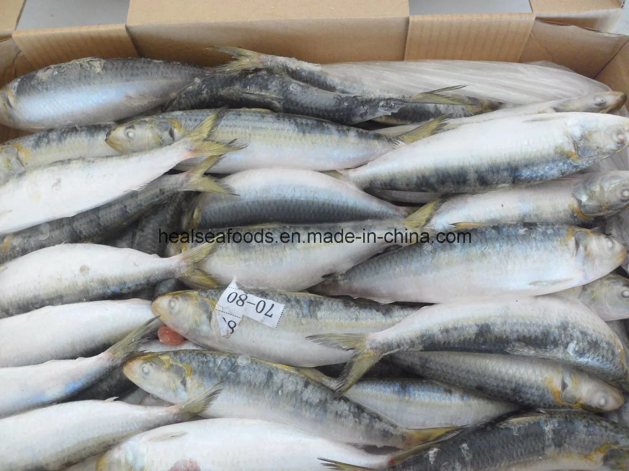 Chinese Frozen Sardine Price