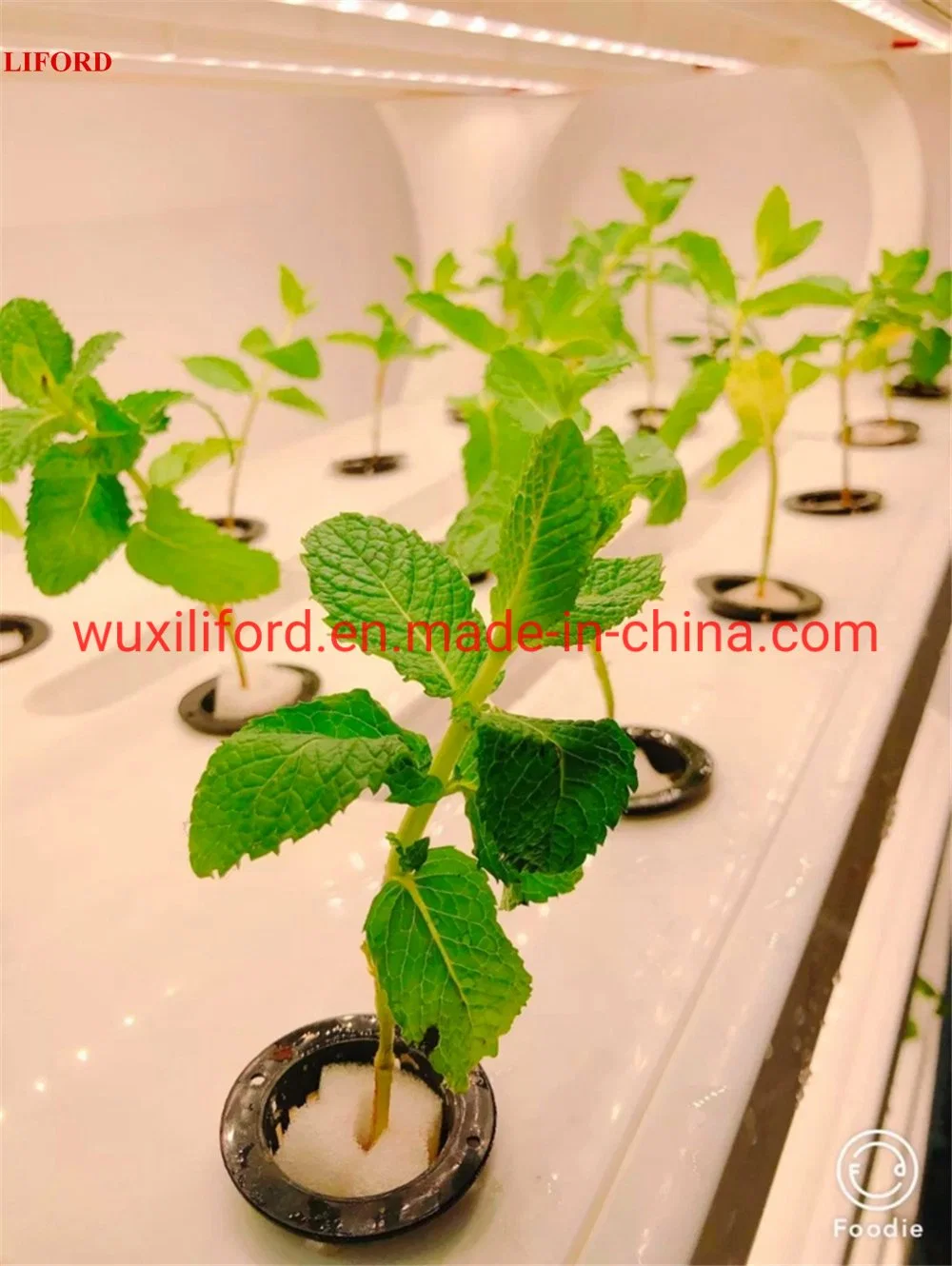 Indoor Nft Hydroponics Greenhouse, Soillies Culture Growing Machine