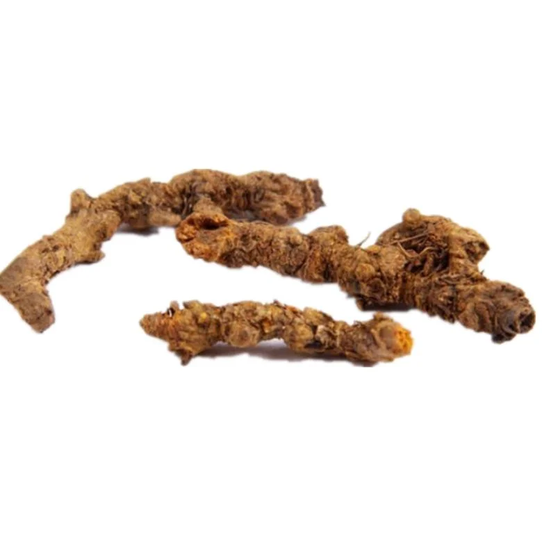 Chinese Herbal Medicine Dried Goldthread Coptis Rhizoma Coptidis Slice