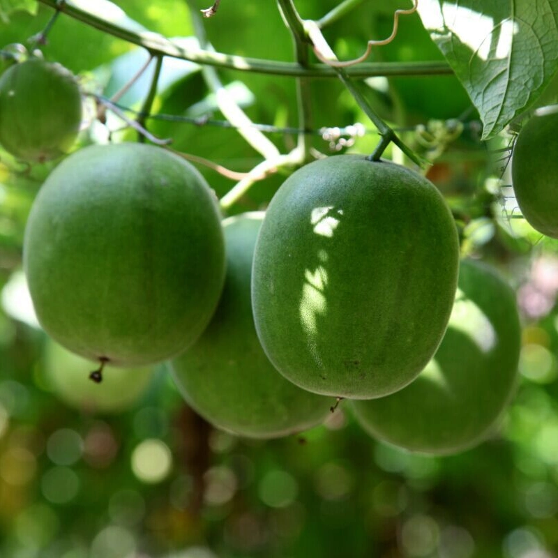 Moine édulcorant de fruits de bien-être mondial luo han guo extrait, moine Extrait de fruits, édulcorant naturel MV50