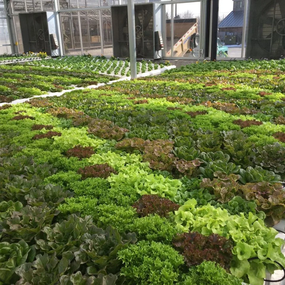 PVC Nft for Vegetables Lettuce Commercial Greenhouse Hydroponics