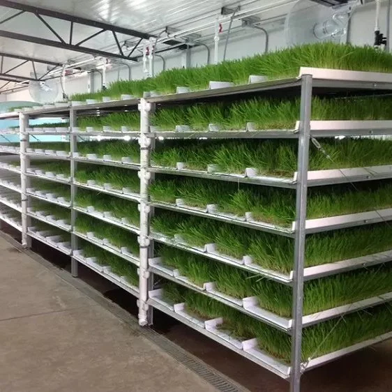 5-8 طبقات علف نظام Aeroponics الداخلي عشب زراعة الخُضر الصغير نظام الماء المتنامي