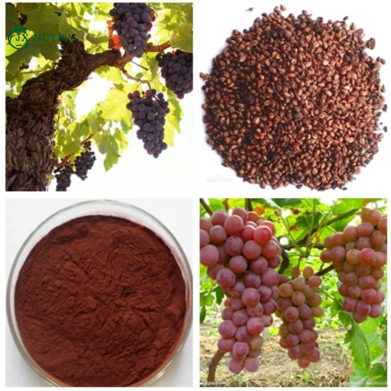 Vitis Vinifera 95% Proanthocyanidines extrait de graines de raisin pour anti-âge Extrait de pépins de raisin