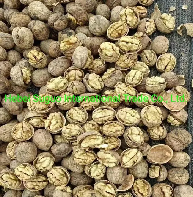 2022 New Crop Excellent Quality Dried Xinjiang 185 Walnut Inshell