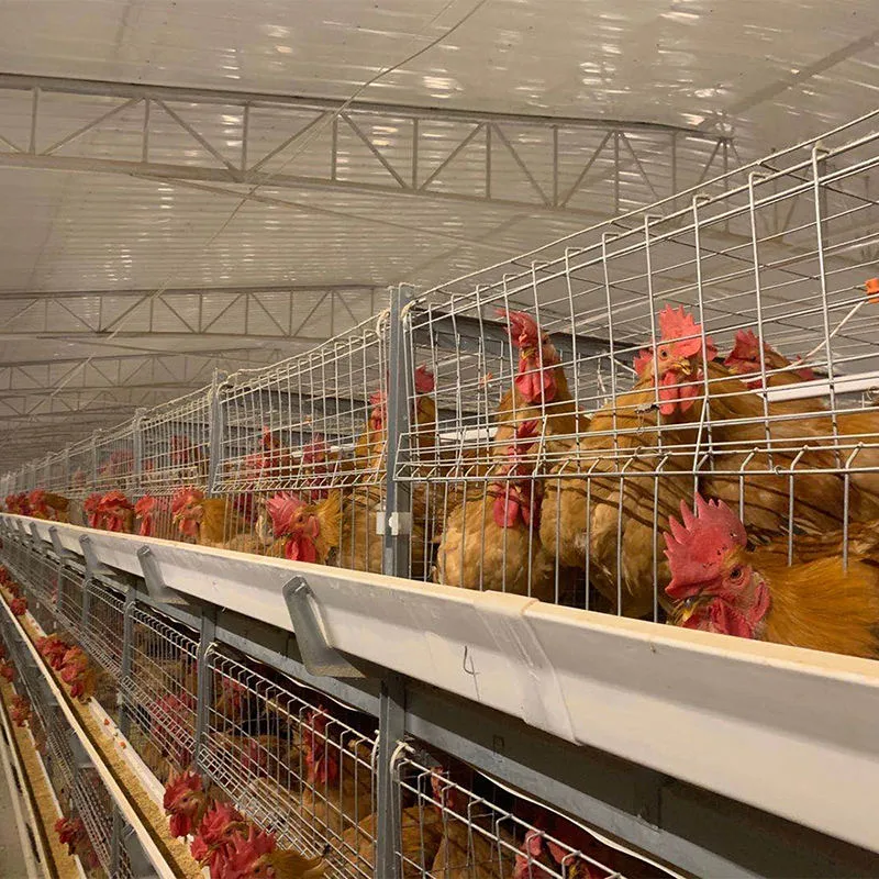 Un design moderne de stockage automatique de délestage de poulet à griller de la Chambre ferme avicole du système de cage