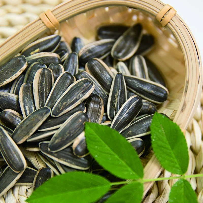 Chinese Inner Mongolia Origin Sunflower Seed 361