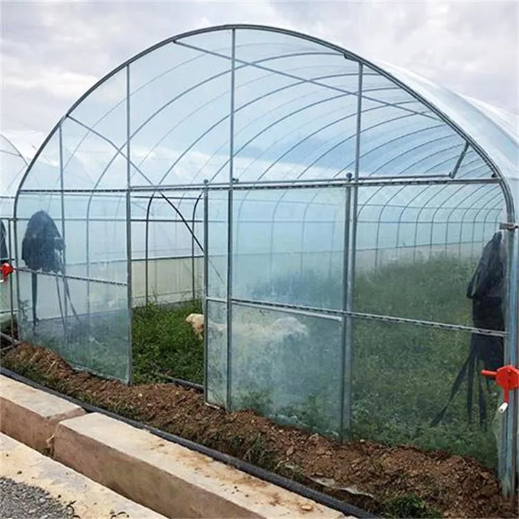 Single Span Tunnel Plastic Film Greenhouse for Vegetable and Flower