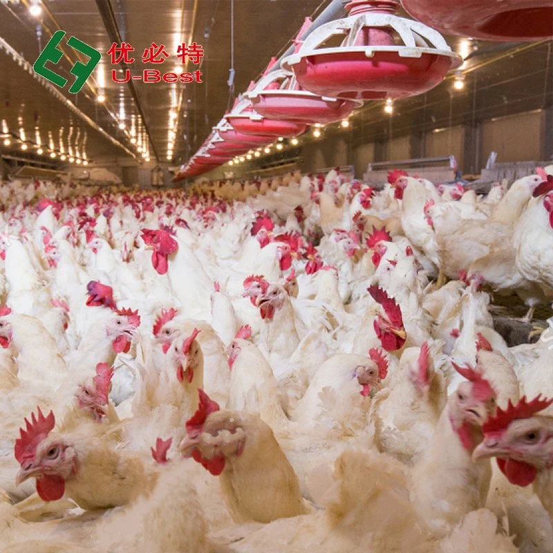 Original Factory Supply Automatic Battery Bird-Harvesting Broiler Raising Cage for Poultry Farm