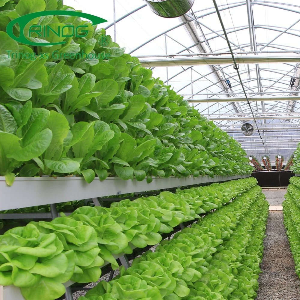 Multi-Span Cultivation Hydroponics System Plastic Film Greenhouse for Vegetables