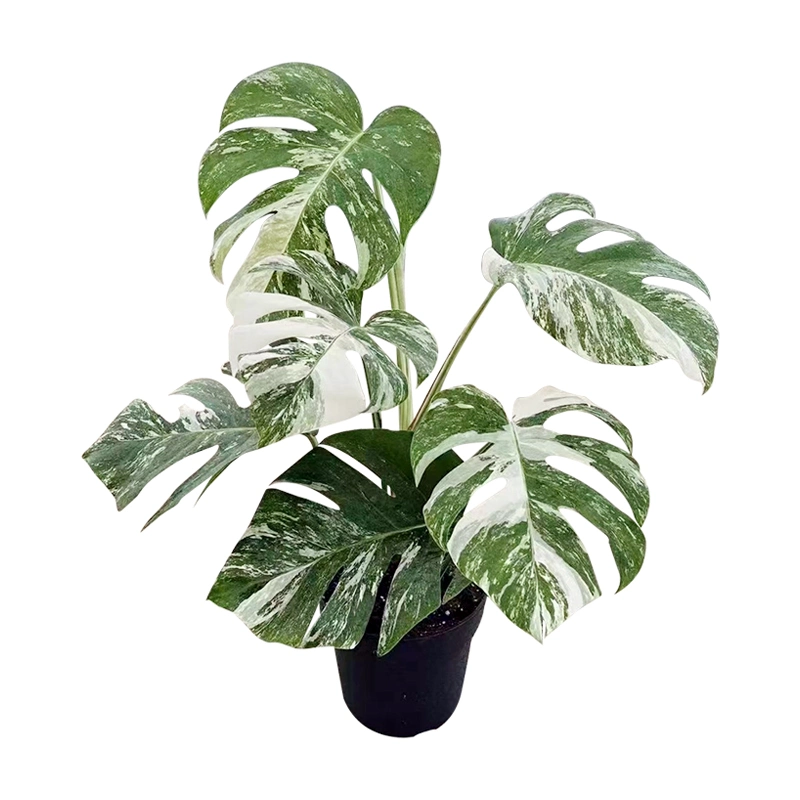 Pépinière de gros de Monstera deliciosa Albo Variegata Monsteras Plantes en pot d'intérieur des plantes vertes