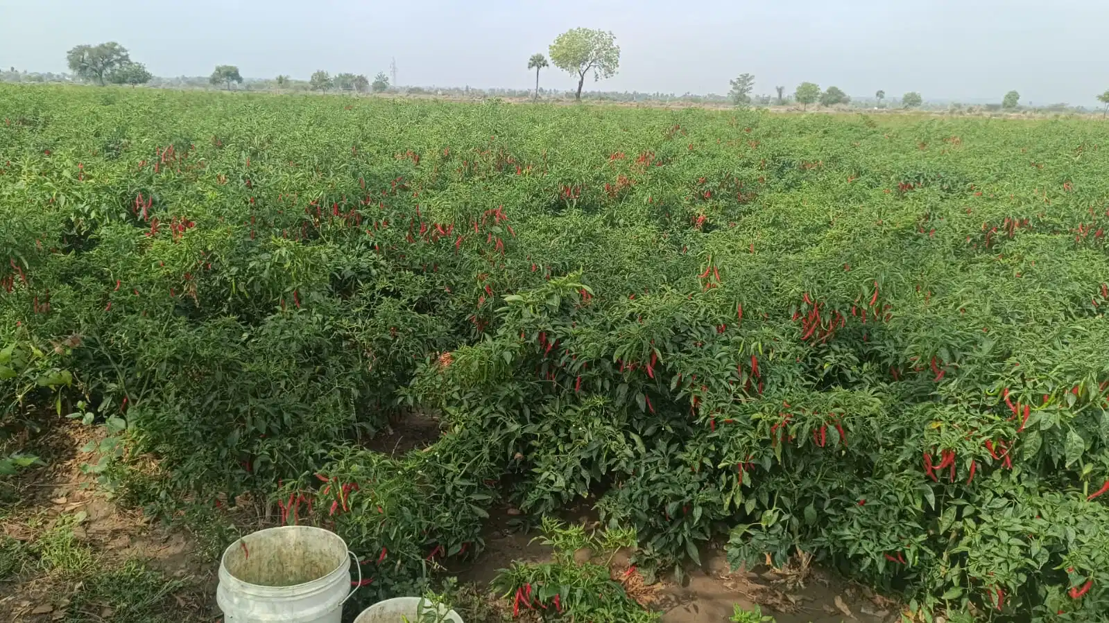 La FDA aprobó las tortas de Chile rojo para la cocina picante