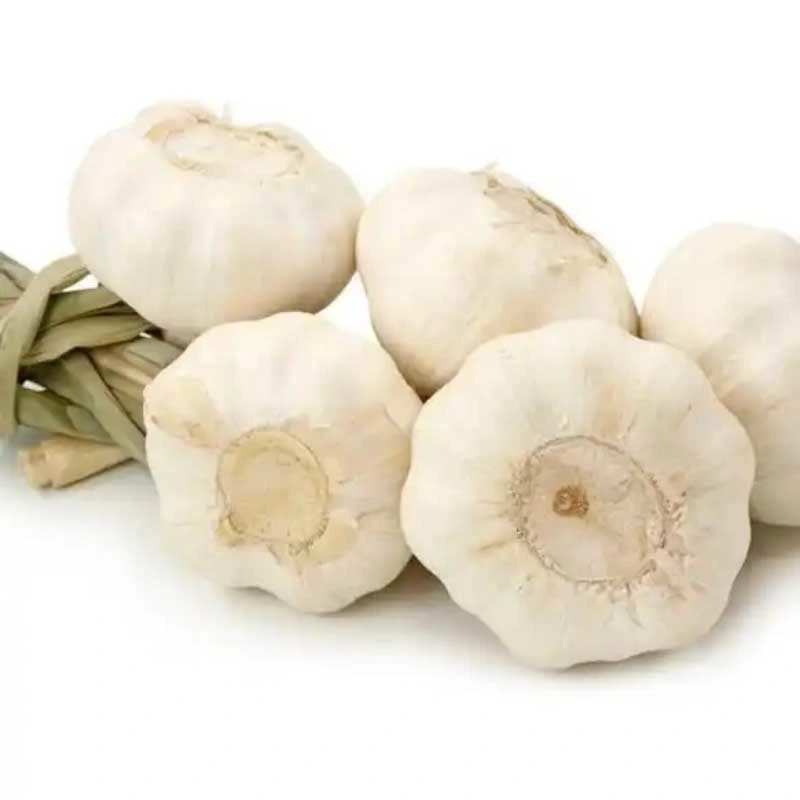 Wholesale Vegetables Fresh Pure White Garlic Good Quality Garlic New Fresh Garlic Supplier Normal White Garlic