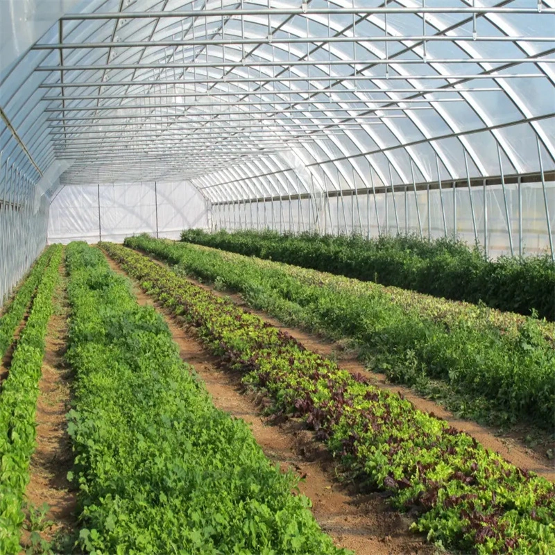 China Industrial Greenhouse Agriculture Commercial Green Houses for Hydroponic