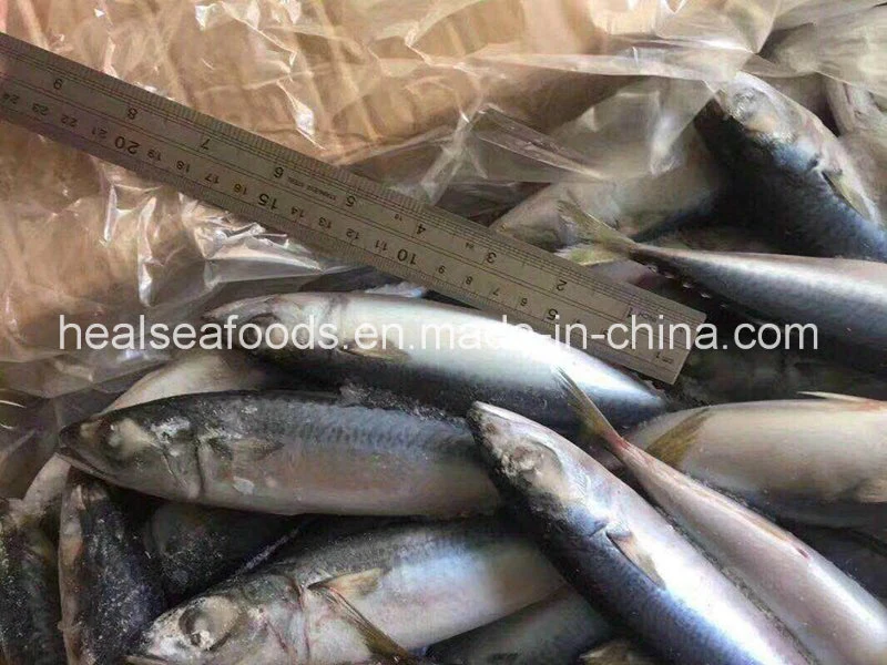 Good Quality of Frozen Pacific Mackerel