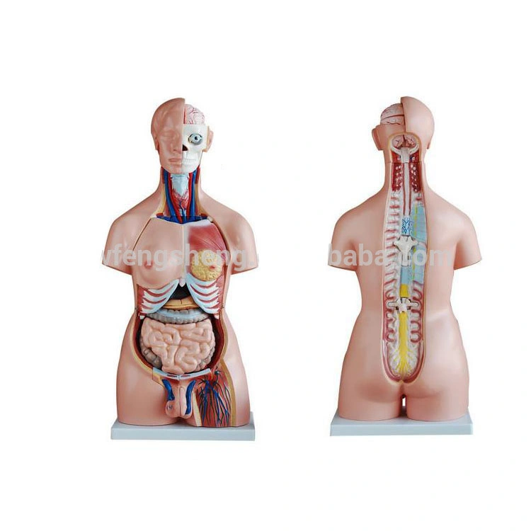 85cm 40 Parts Human Body Anatomy Sexless Torso Model