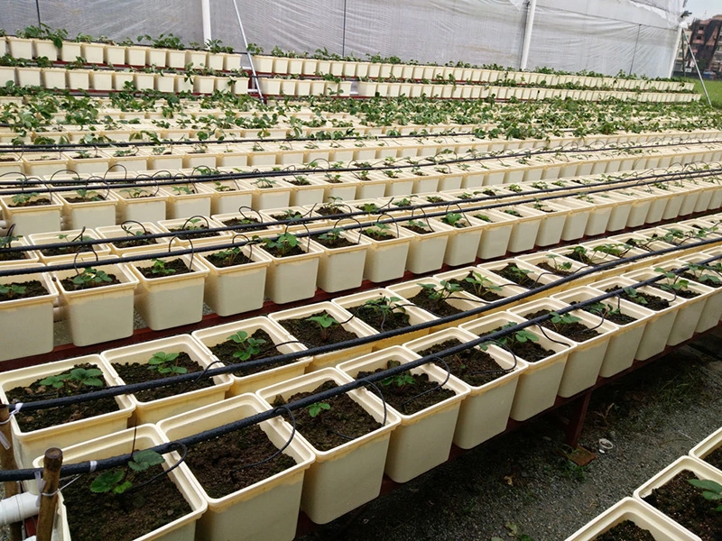 11L irrigation au goutte à goutte néerlandais système hydroponique de godet de plantation à effet de serre