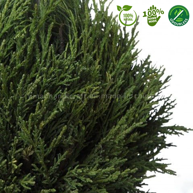 100% Natural Preserved Cypress Juniper Cone Topiary Timeless Home Christmas Tree