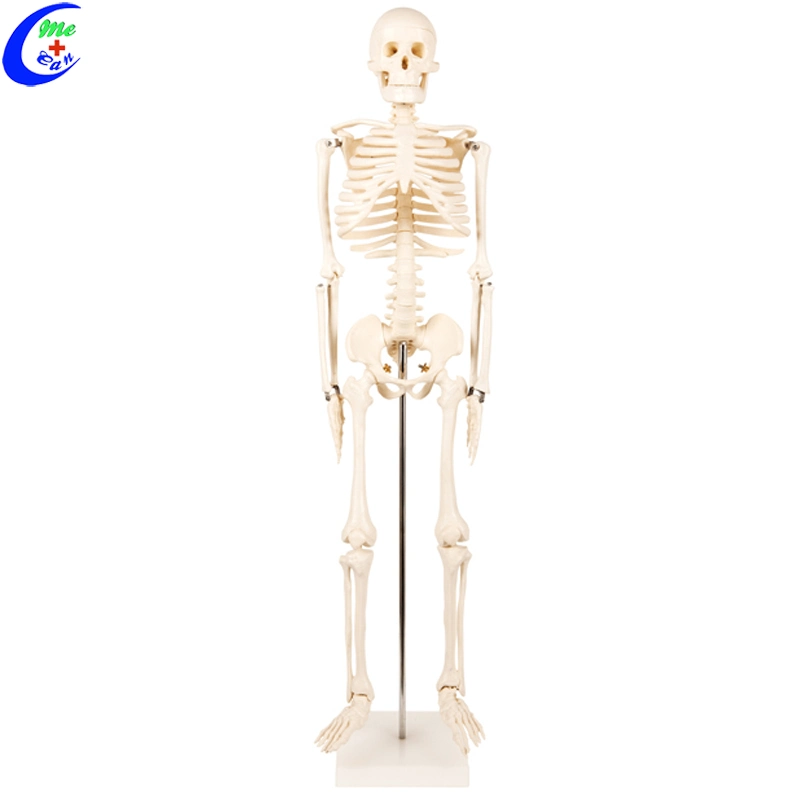 Escuela de Medicina de la Anatomía Humana maniquí modelo esqueleto