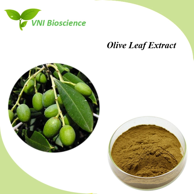 Kosher Halal Certified 10%~80% Oleuropein Olive Leaf Extract