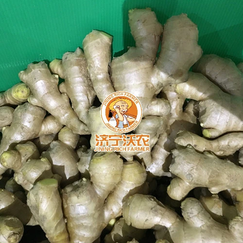 Chinese Fresh Factory Air Dried Ginger in Euro Quality Standard