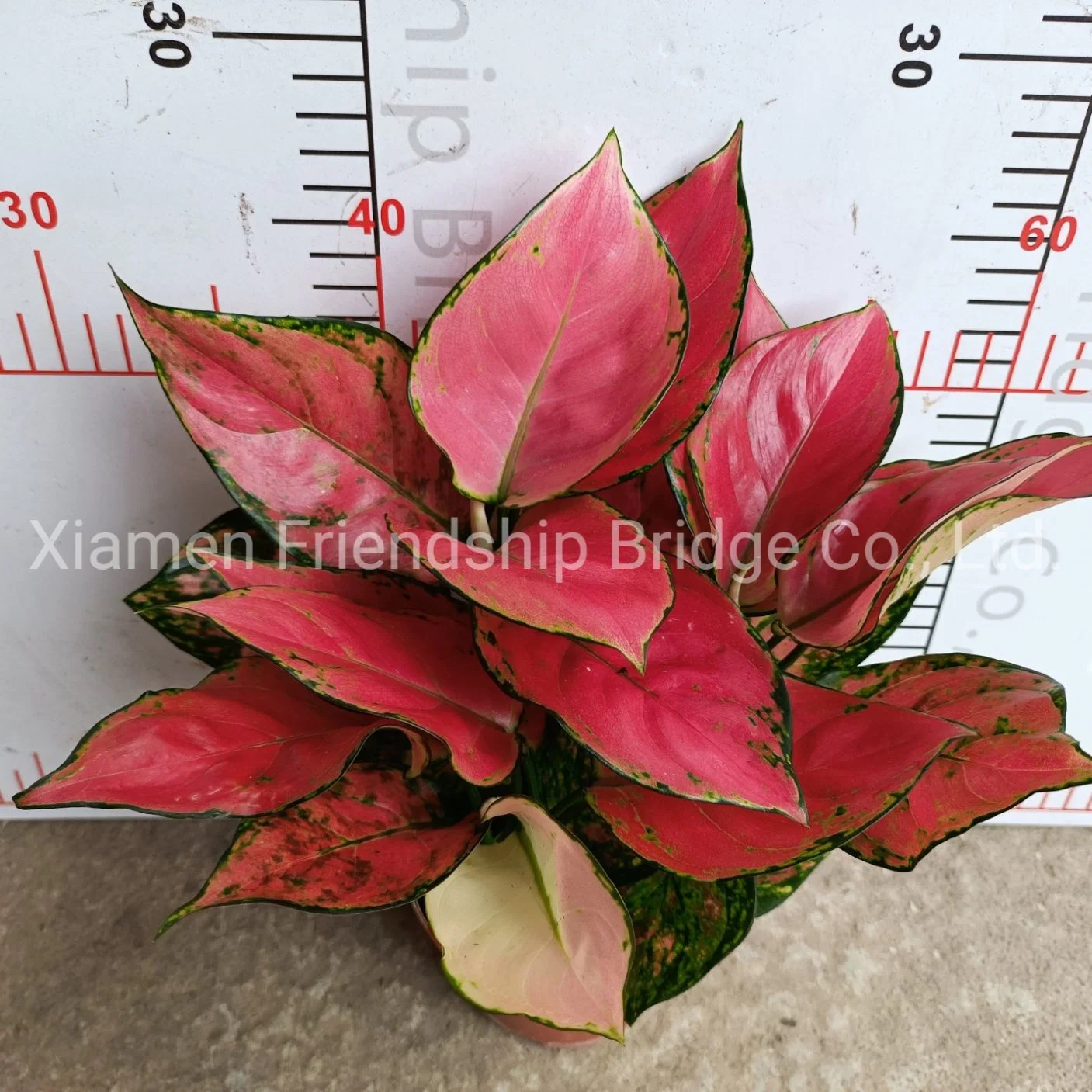 Hotsale Foliage Red Aglaonema Living Plants Ornamental Bonsai Jili Red