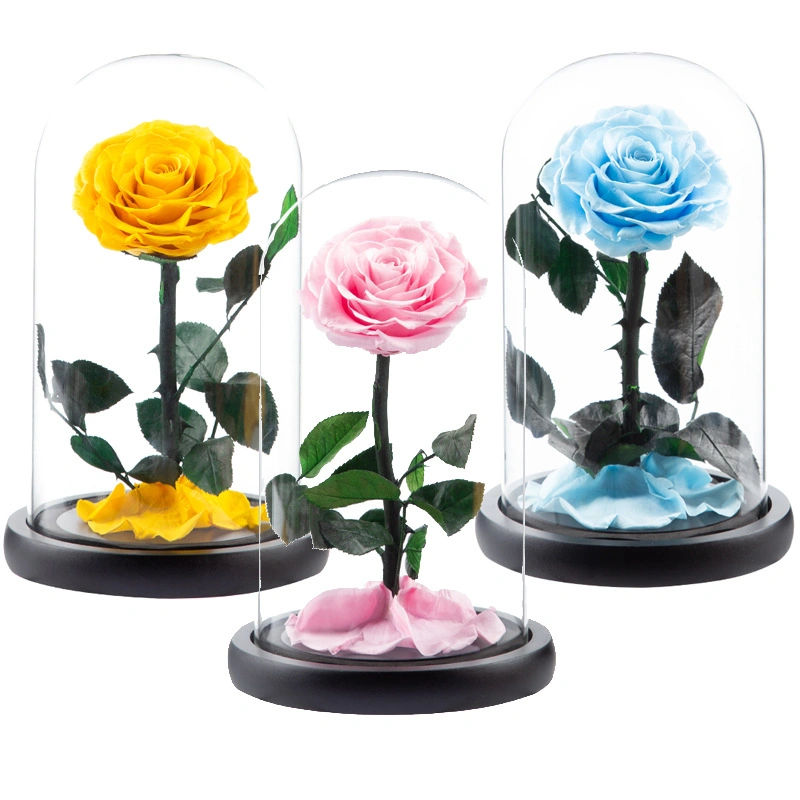 High Quality Preserved Forever Rose Flower, Natural Rose Not Artificial, Best Gift and Souvenir for Valentine