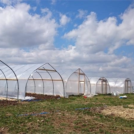 Agriculture Film Greenhouse with Hydroponic System for Vegebable