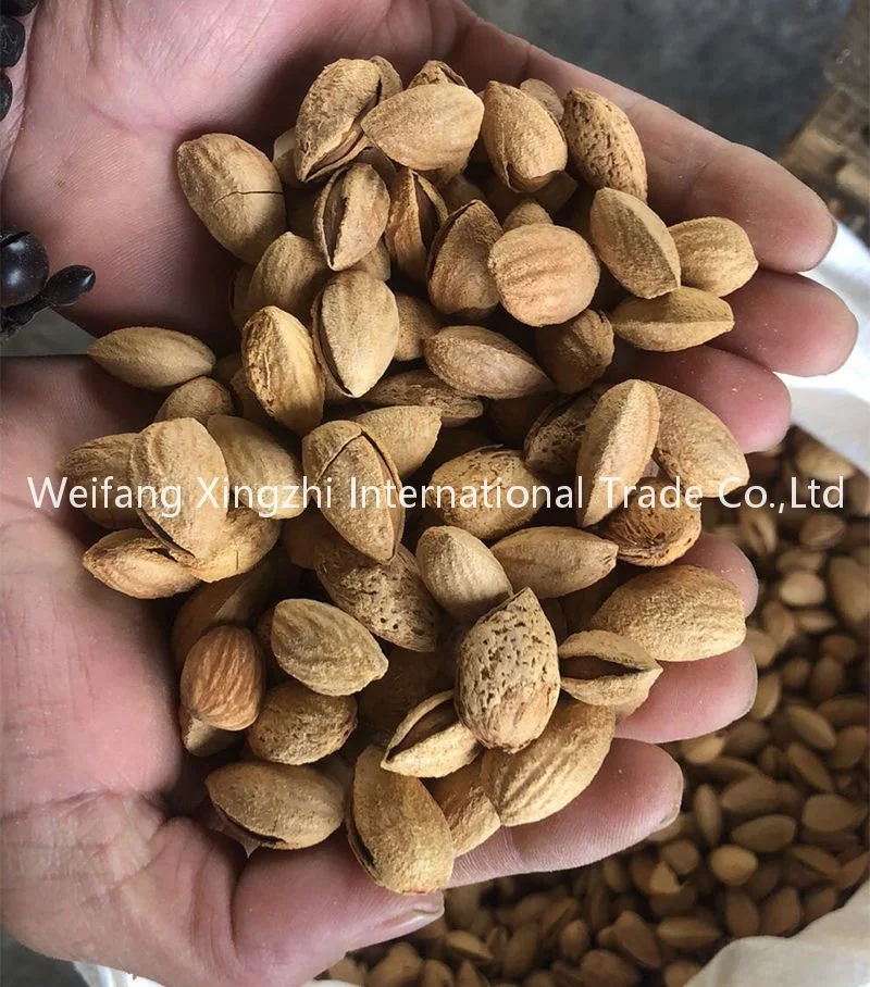 Wholesale/Supplier Healthy Thin Skin Almond Roastd Almond