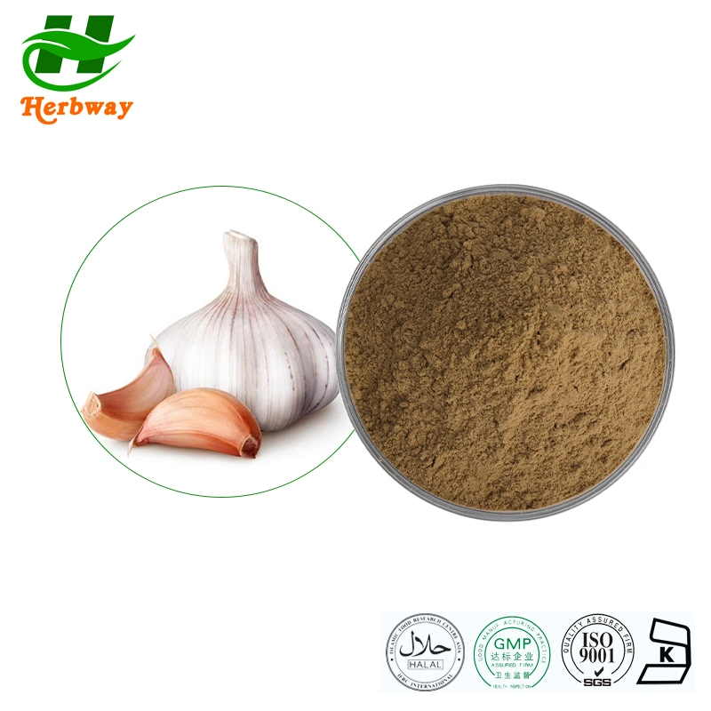 Herbway Kosher Halal Fssc HACCP Certified Free Sample 2% Allicin Powder Garlic Extract Powder