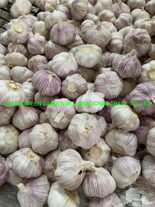 2021 New Crop Dried Dry Normal White Garlic From China Top Quality Lowest Price Plant Factory Direct Supply Experience Producer Good Service 4.5cm,5.0cm,5.5cm E