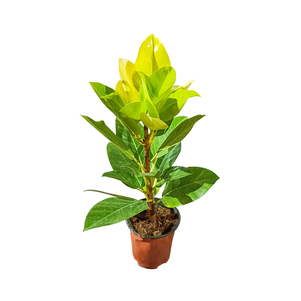 Ficus Golden