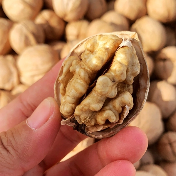 Chinese Dried Fruit Price Paper Shell Walnut in The Shell for Buyers and Importers