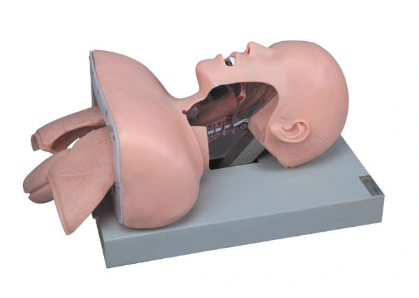 Ame-50 Trachea Intubation Training Model