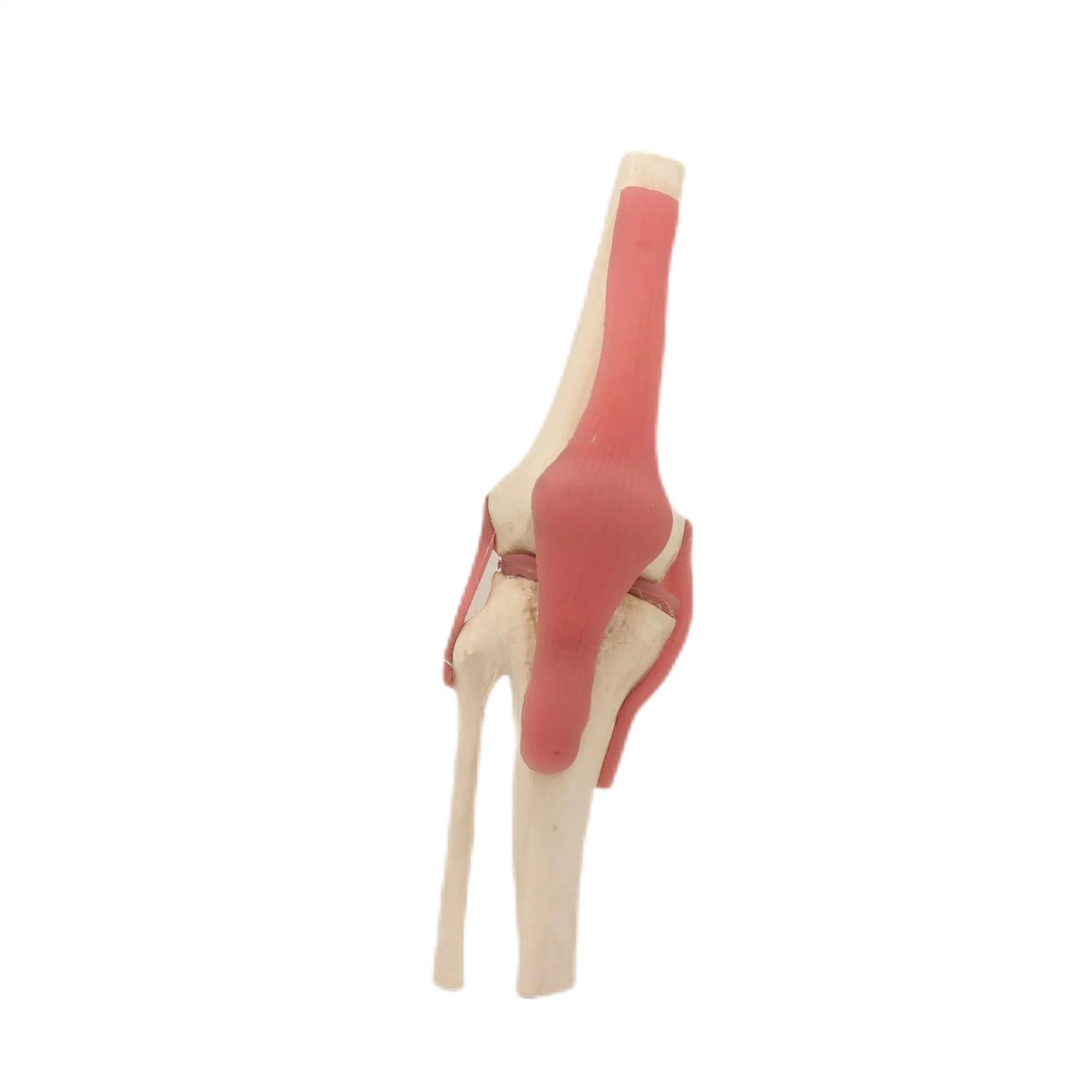 Medical Lab Teaching Models Knee Joint Skeleton Models of PVC