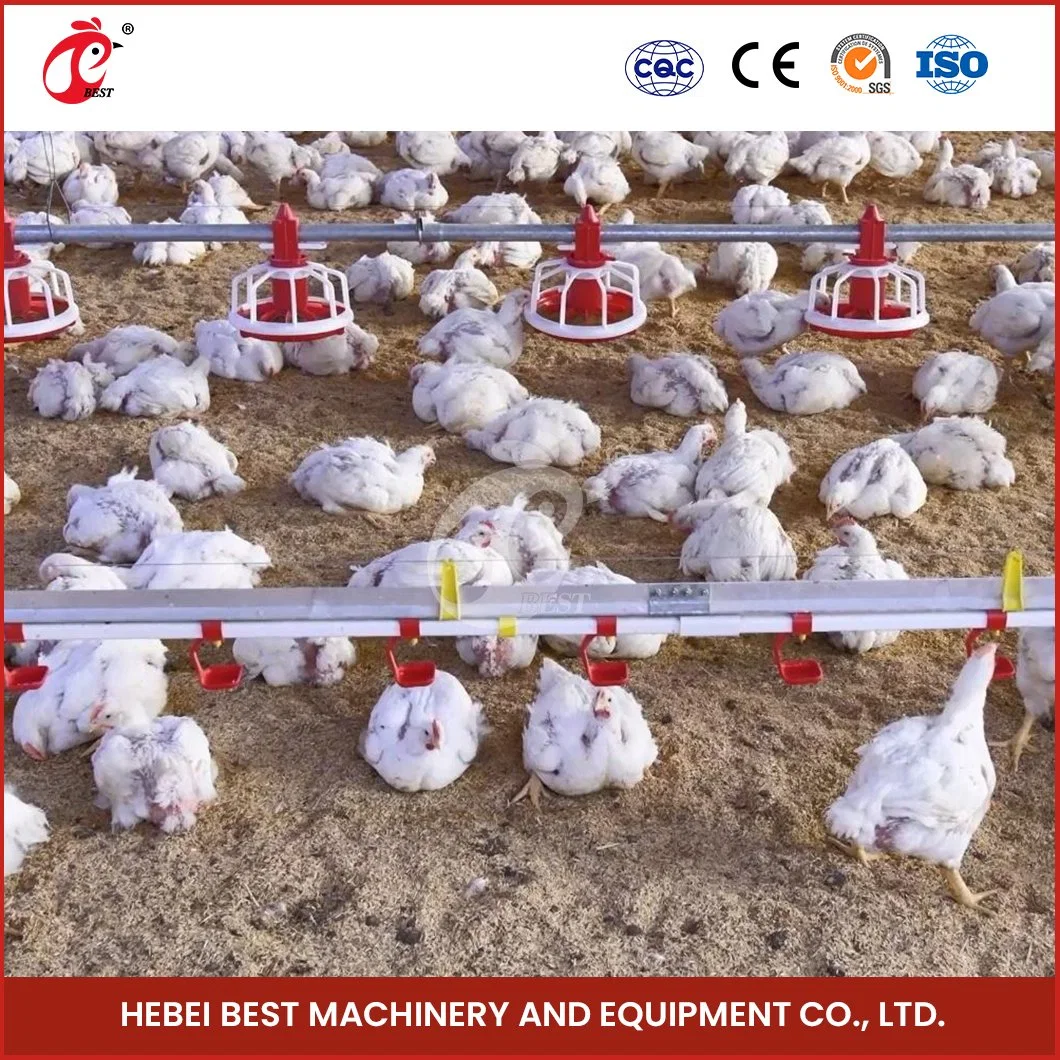 Bestchickencage Broiler Deep Litter System OEM Customized China Wasserversorgung Ist ausreichend und Gleichheit Broiler Heizung tiefen Litter System Factory