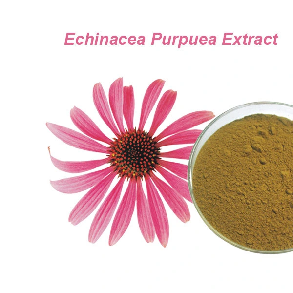 Extracto vegetal orgánica polvo de raíz Anti-Flu Echinacea Purpurea