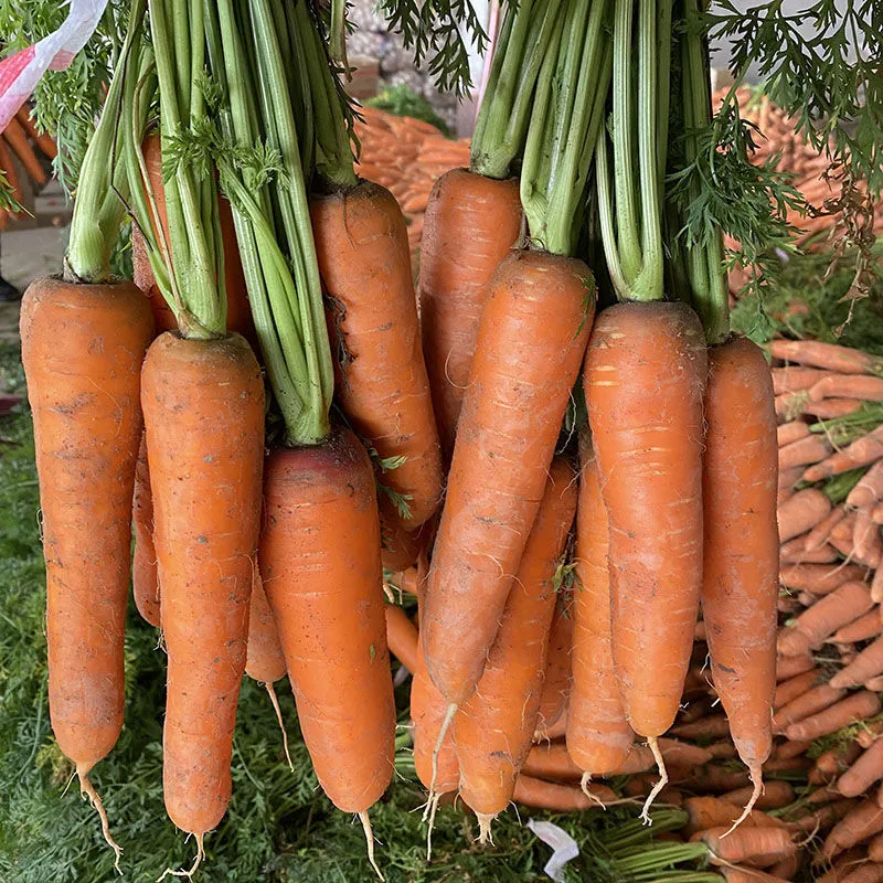 New Arrival Fresh Sale Natural Organic Fresh Carrots From Top Supplier