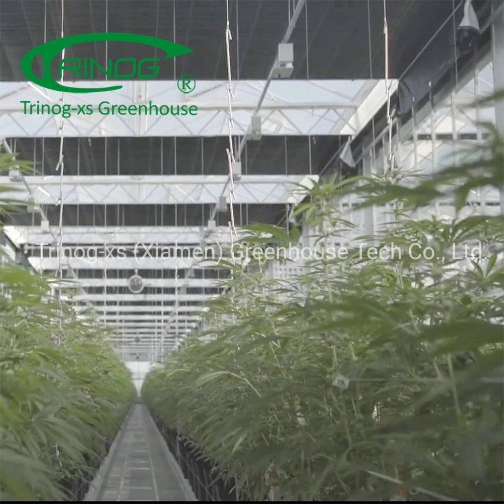 Trinog Greenhouse commercial used LED light deprivation medial plant greenhouses for medical industrial