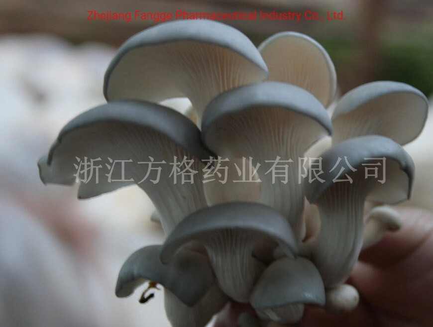 Produtos de cuidados de Saúde de cogumelos, local de nascimento de cogumelos chineses, pó Pleurotus ostreatus