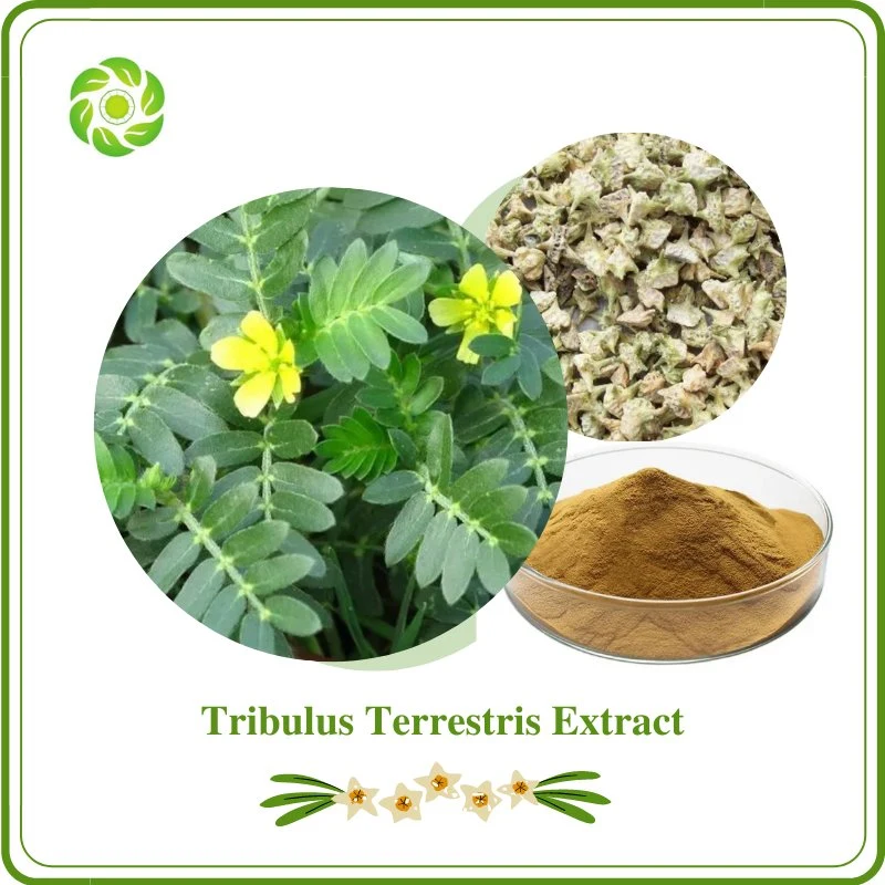 World Well-Being Tribulus Terrestris Extract Pharmaceutical Grade